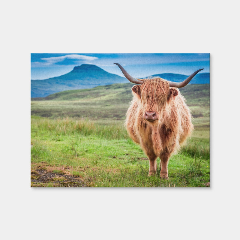 AUTO-MOCKUP WHITE | Highland Cow in Isle of Skye | 1 Piece | Gallery Wrap Canvas | group=4x3