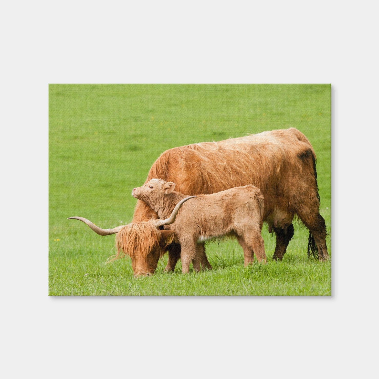 AUTO-MOCKUP WHITE | Highland Cow with Loving Calf | 1 Piece | Gallery Wrap Canvas | group=4x3