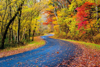 Hocking Hills fall foliage Wall Art