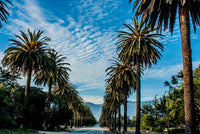 Hope Ranch Palm Drive Wall Art