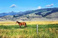 Horse Grazes in Paradise Valley Wall Art
