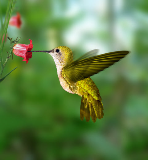 Hummingbird flying Wall Art
