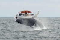 Humpback - Cape Cod Wall Art