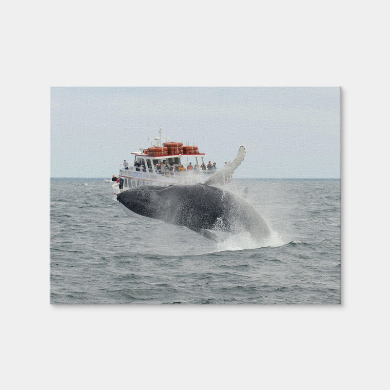 AUTO-MOCKUP WHITE | Humpback - Cape Cod | 1 Piece | Gallery Wrap Canvas | group=4x3