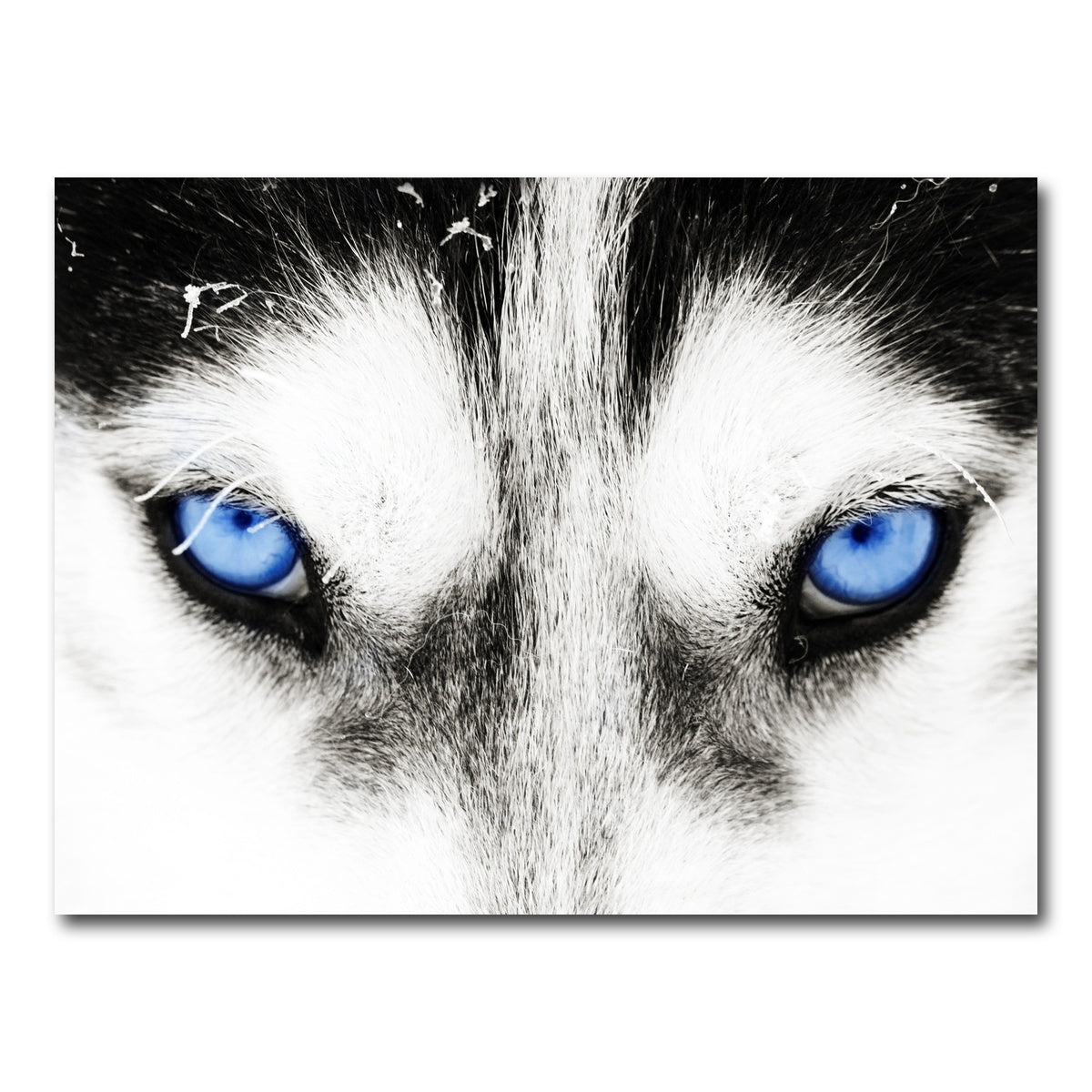 AUTO-MOCKUP WHITE | Husky Blue Eyes | 1 Piece | Gallery Wrap Canvas | group=4x3