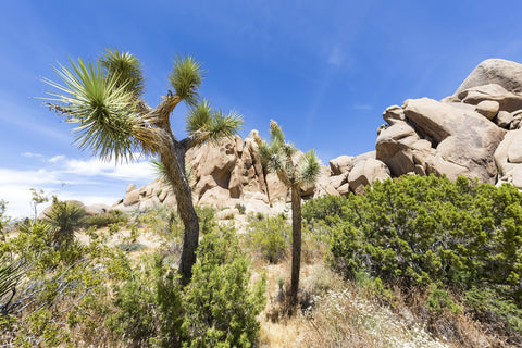 Impression from Joshua Tree National Park Wall Art
