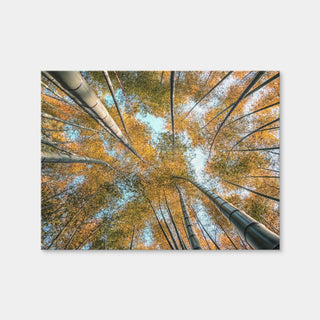 AUTO-MOCKUP WHITE | Into The Grove | 1 Piece | Gallery Wrap Canvas | group=4x3