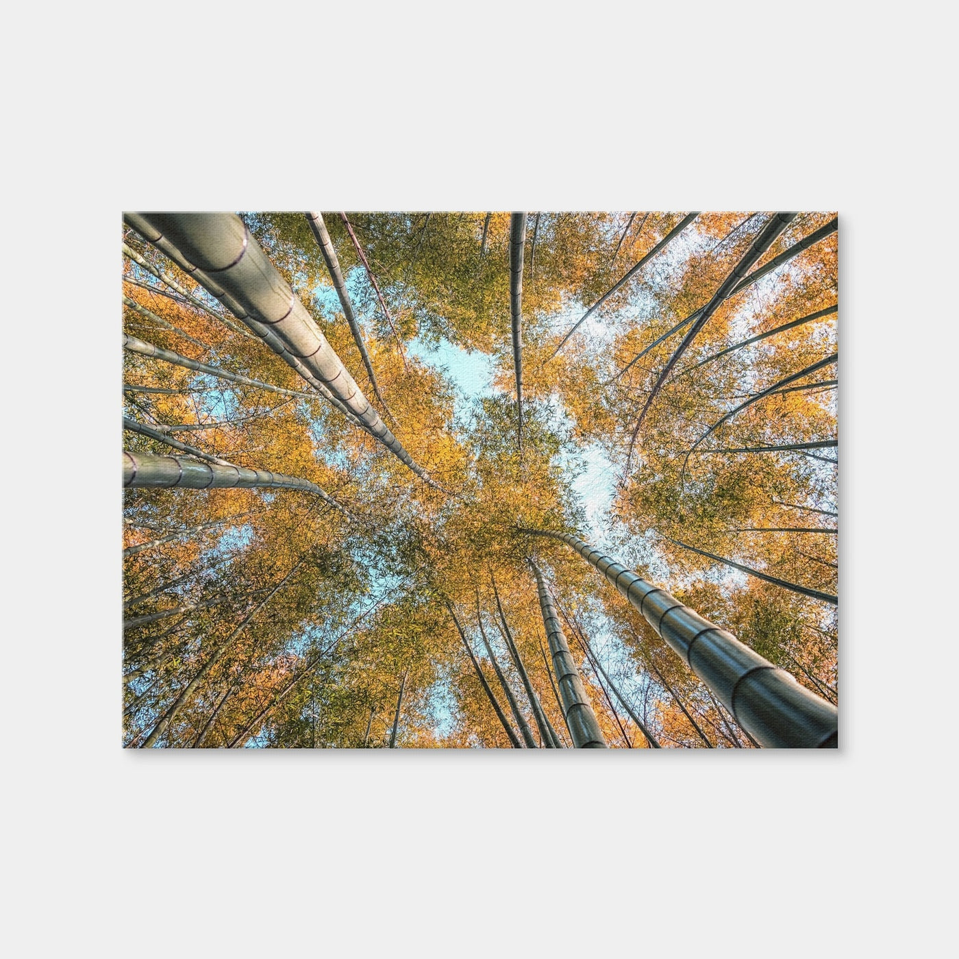 AUTO-MOCKUP WHITE | Into The Grove | 1 Piece | Gallery Wrap Canvas | group=4x3