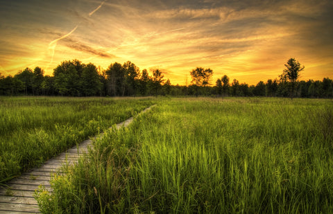 Irwin Prairie in Toledo Wall Art
