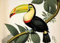 JJ Audubon's Style Keel-Billed Toucan Wall Art