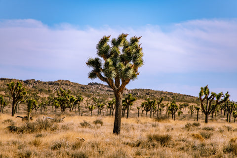 Joshua Tree Wall Art