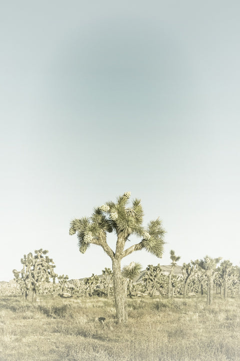 Joshua Tree National Park Sepia Wall Art