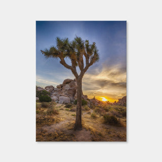 AUTO-MOCKUP WHITE | Joshua Tree National Park | 1 Piece | Gallery Wrap Canvas | group=3x4