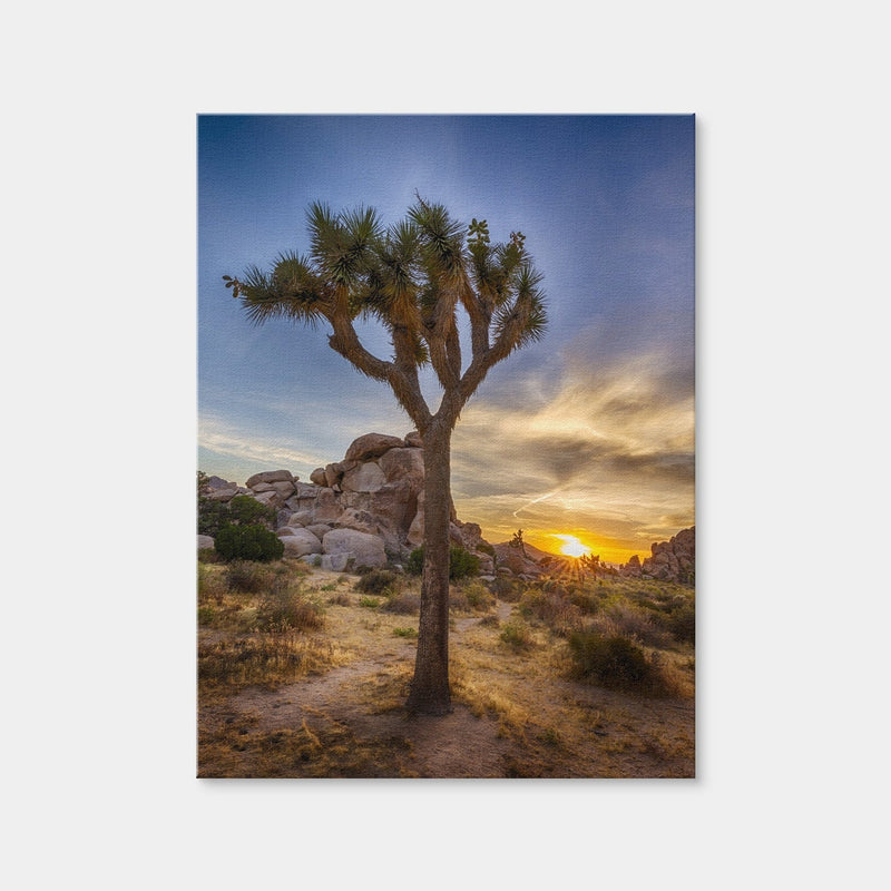 AUTO-MOCKUP WHITE | Joshua Tree National Park | 1 Piece | Gallery Wrap Canvas | group=3x4
