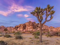 Joshua Tree in the evening Wall Art
