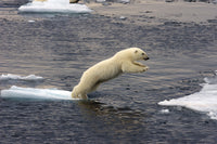 Jumping Polar bear Wall Art