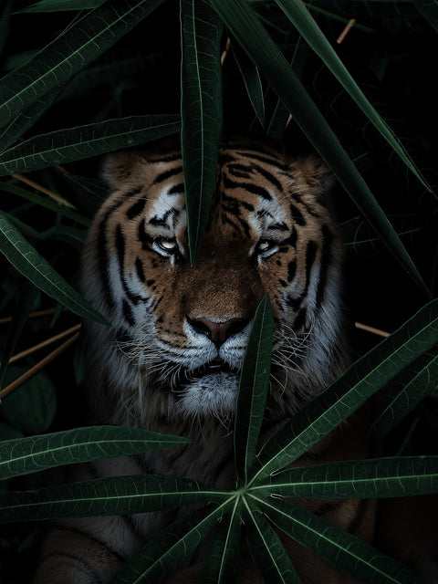 Jungle Cat Wall Art