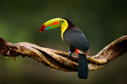 Keel-billed Toucan Wall Art