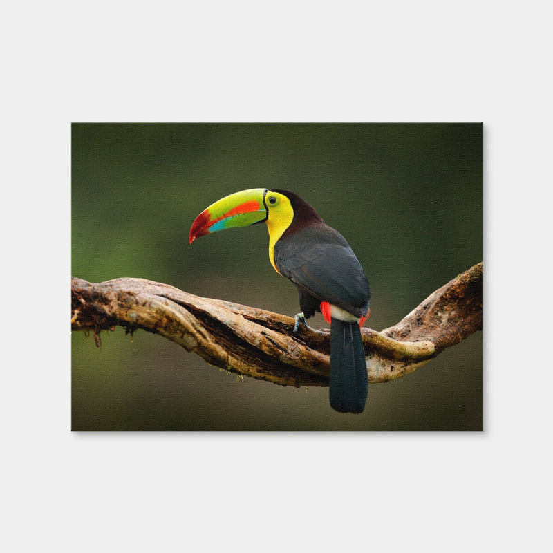 AUTO-MOCKUP WHITE | Keel-billed Toucan | 1 Piece | Gallery Wrap Canvas | group=4x3