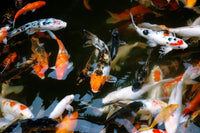 Koi Fish Swimming Wall Art