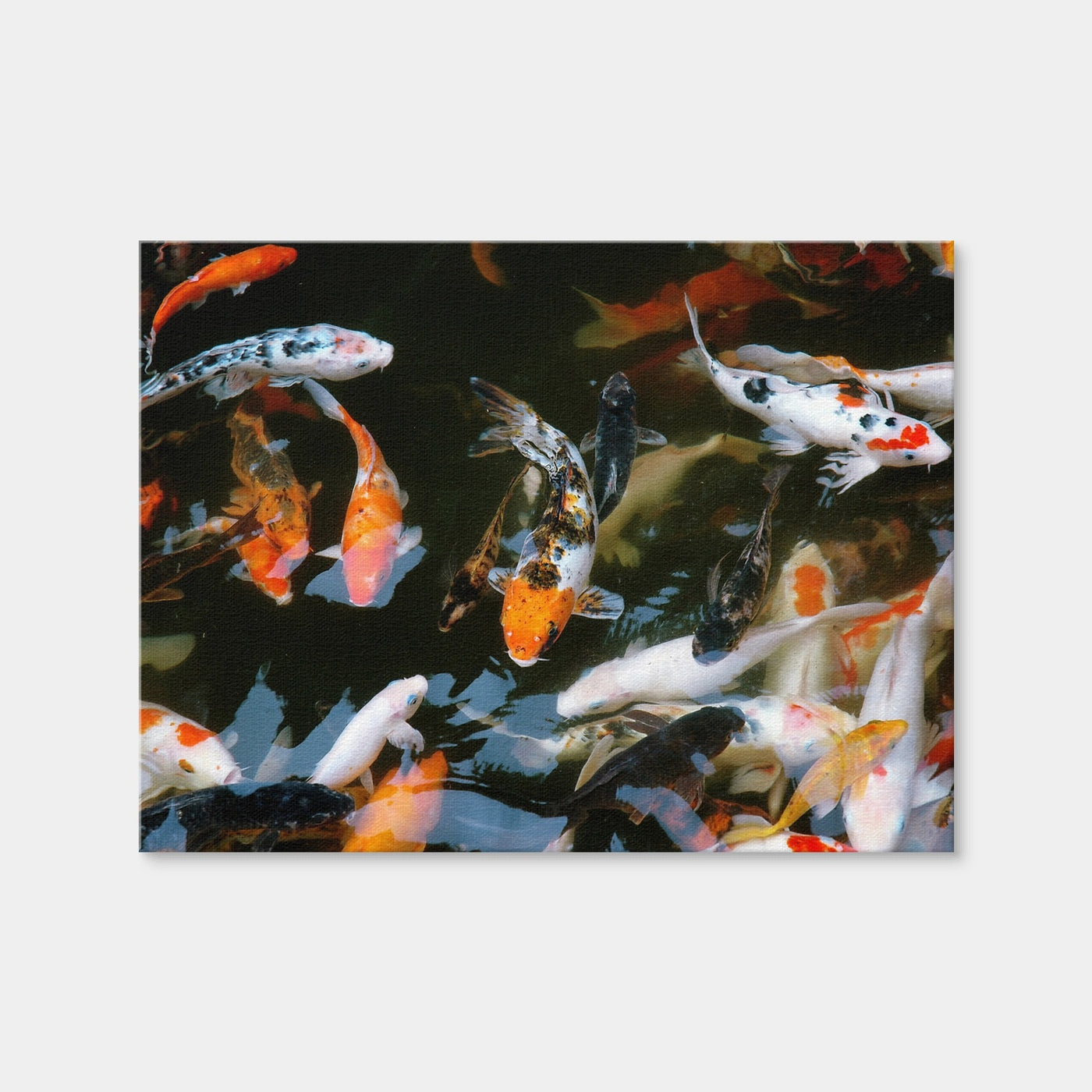 AUTO-MOCKUP WHITE | Koi Fish Swimming | 1 Piece | Gallery Wrap Canvas | group=4x3