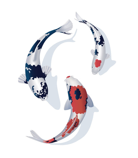 Koi fish trio Wall Art