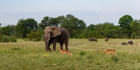 Kruger National Park Wall Art