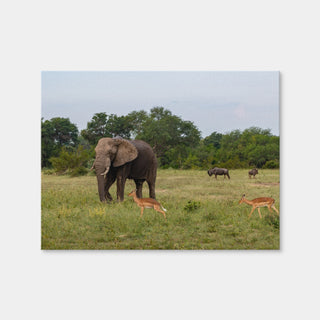 AUTO-MOCKUP WHITE | Kruger National Park | 1 Piece | Gallery Wrap Canvas | group=4x3