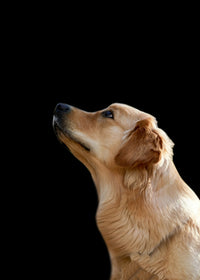 Labrador Retriever Wall Art