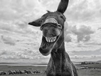 Laughing Donkey Wall Art