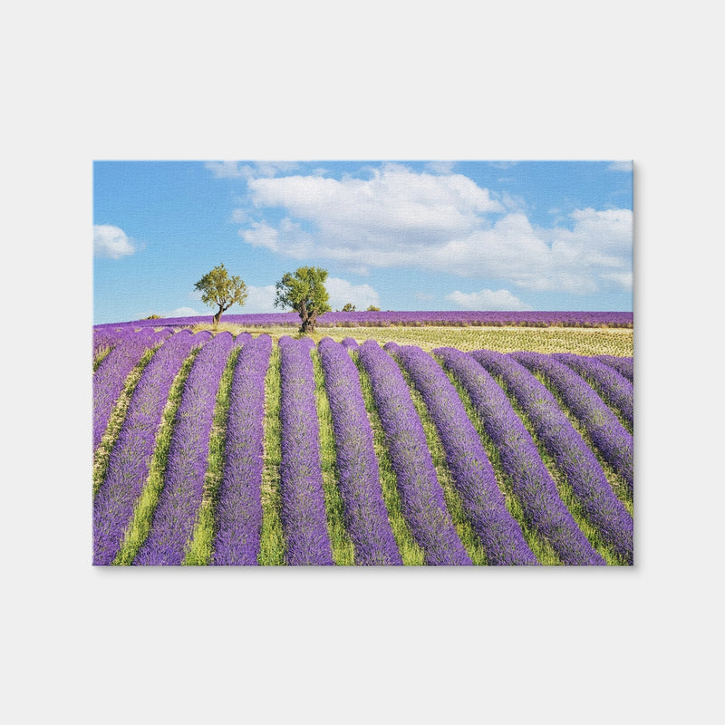 AUTO-MOCKUP WHITE | Lavender Field | 1 Piece | Gallery Wrap Canvas | group=4x3