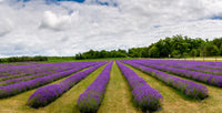 Lavender Rose Door County Wall Art