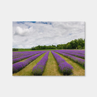 AUTO-MOCKUP WHITE | Lavender Rose Door County | 1 Piece | Gallery Wrap Canvas | group=4x3