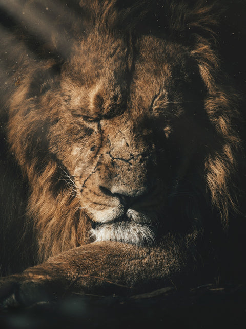 Lion Sleeping Wall Art