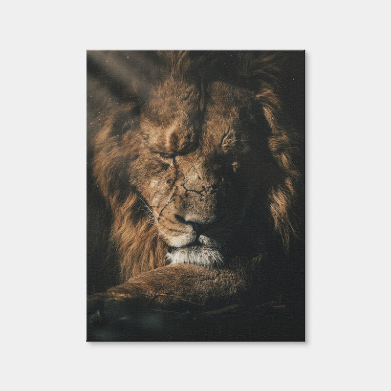 AUTO-MOCKUP WHITE | Lion Sleeping | 1 Piece | Gallery Wrap Canvas | group=3x4