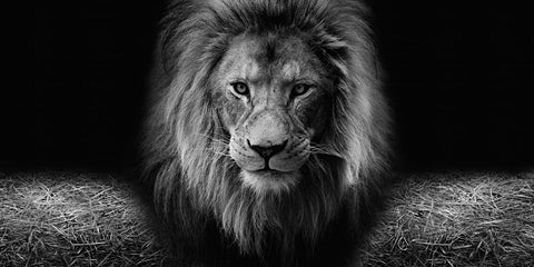 Lion head Wall Art