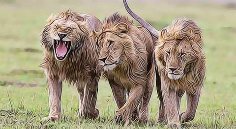 Lions Art Wall Art