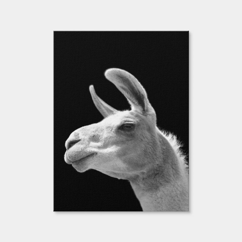 AUTO-MOCKUP WHITE | Llama | 1 Piece | Gallery Wrap Canvas | group=3x4