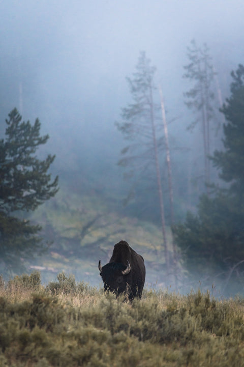 Lone Buffalo Wall Art