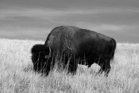 Lone Buffalo Grayscale Wall Art