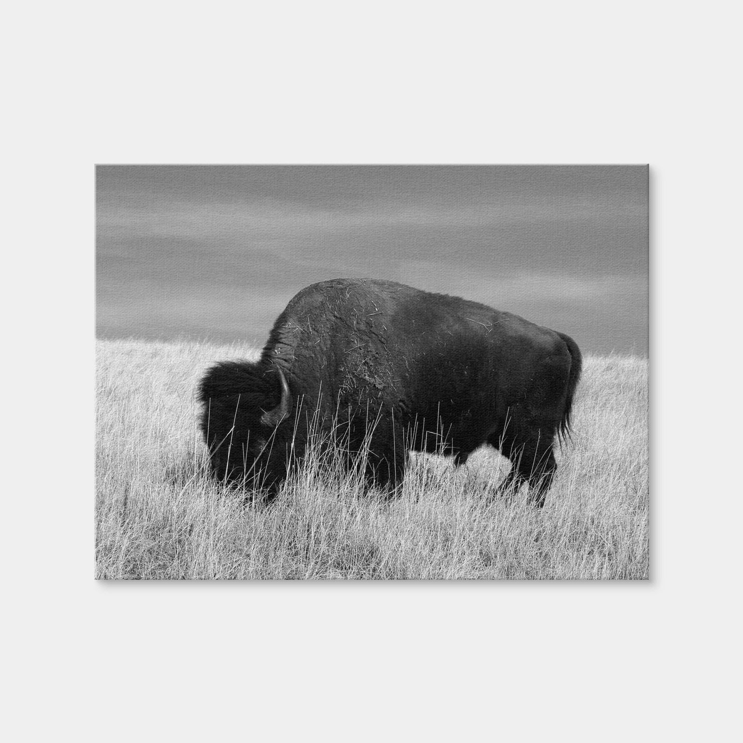 AUTO-MOCKUP WHITE | Lone Buffalo Grayscale | 1 Piece | Gallery Wrap Canvas | group=4x3