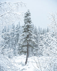 Lone Tree Wall Art