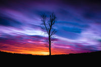 Lonely Sunset Wall Art