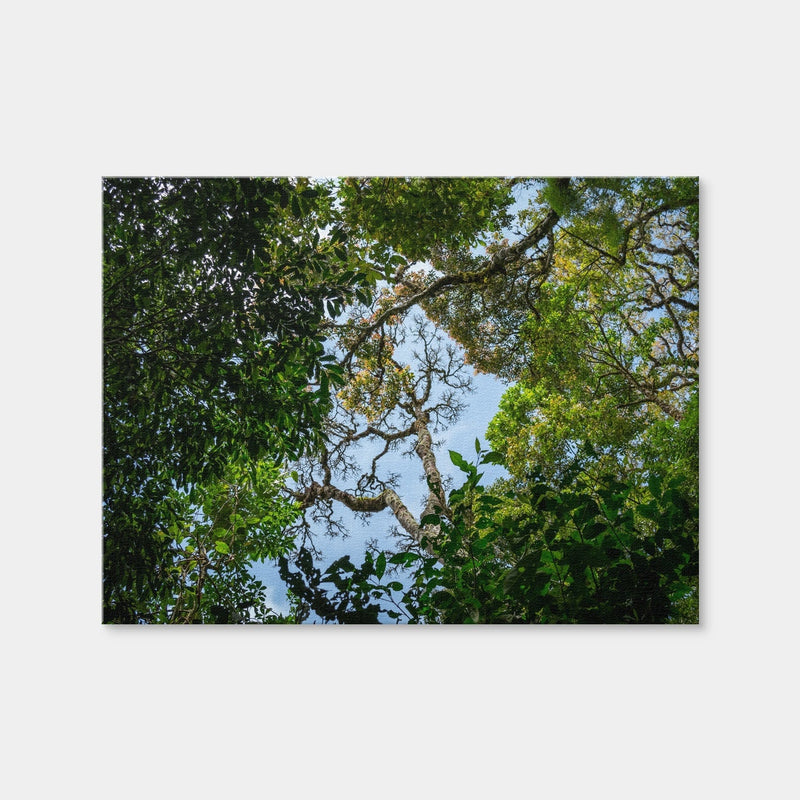 AUTO-MOCKUP WHITE | Look Up in the Forest | 1 Piece | Gallery Wrap Canvas | group=4x3