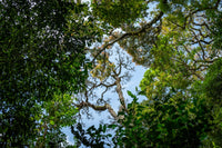 Look up in the forest Wall Art