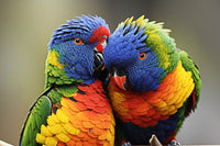 Lorikeet birds Wall Art
