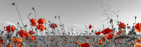 Lovely Poppy Field Wall Art