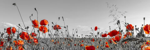 Lovely Poppy Field Wall Art