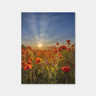 AUTO-MOCKUP WHITE | Lovely Sunset in a Poppy Field | 1 Piece | Gallery Wrap Canvas | group=3x4