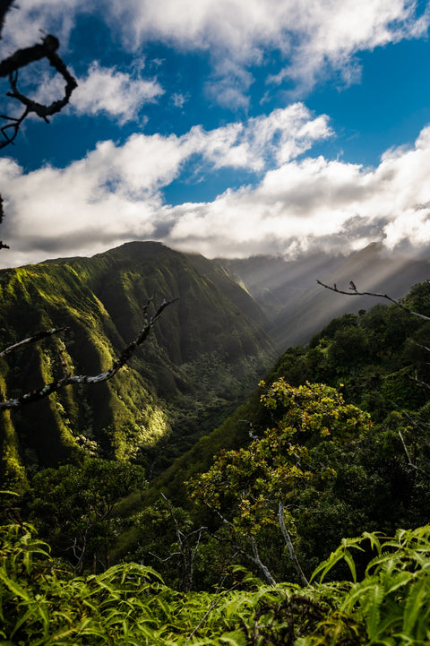 Maui Landscape Wall Art